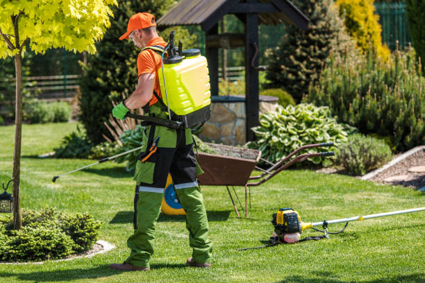 Professional Gardener with Pump Sprayer Attached to His Back Performing Seasonal Garden and Lawn Pest-Control Spraying.